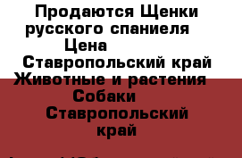 Продаются Щенки русского спаниеля  › Цена ­ 5 000 - Ставропольский край Животные и растения » Собаки   . Ставропольский край